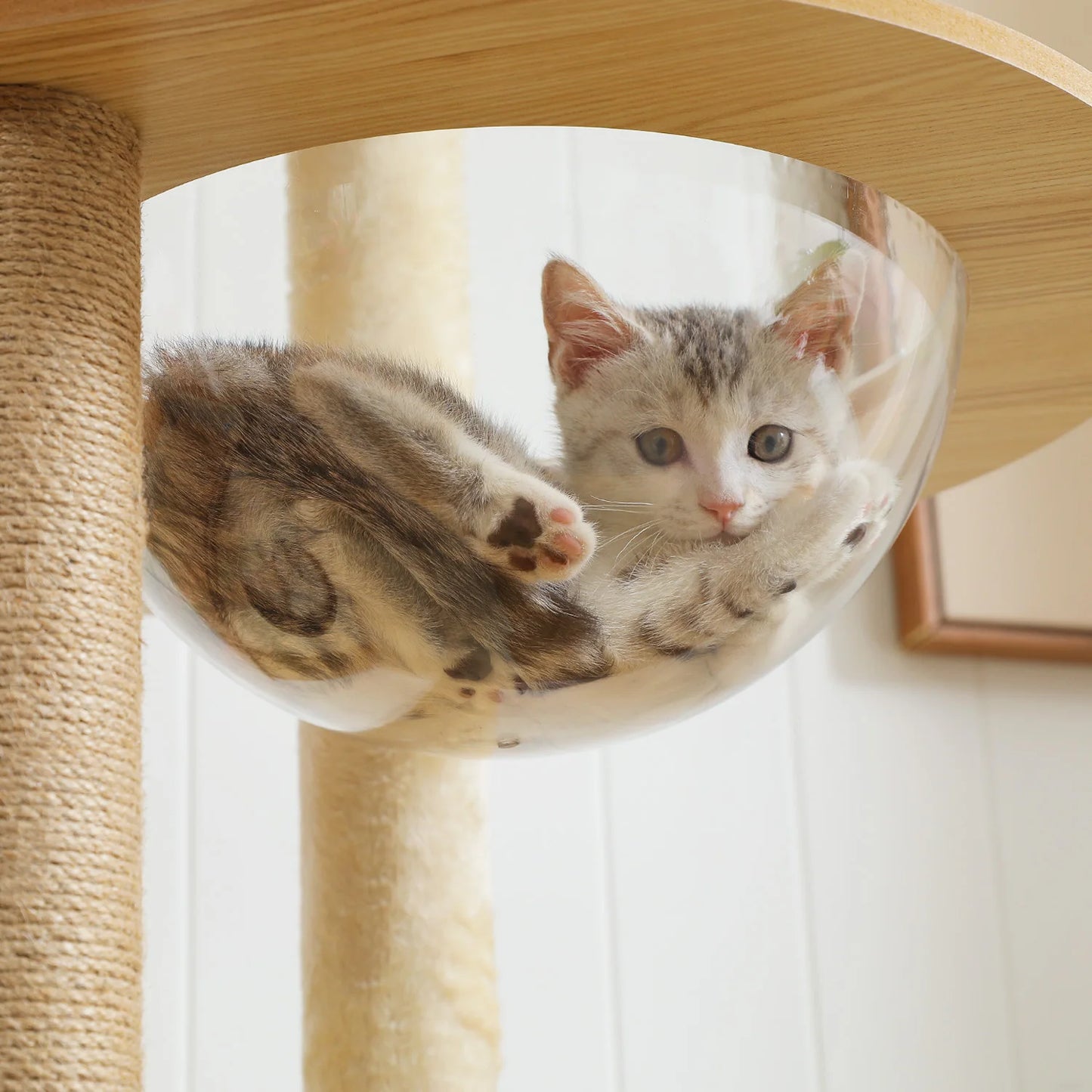 PAWZ Ro Multi Level Cat Tree Indoor Tower Scratching Posts