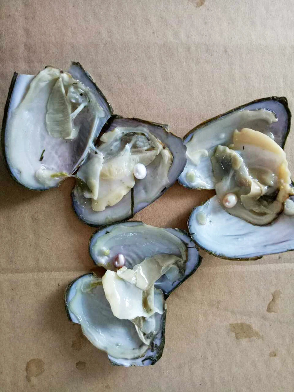 Natural Cultured Oyster Freshwater Pearl Beads Mixed Colors Jewelry Making